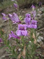 Imagem de Penstemon cyananthus Hook.