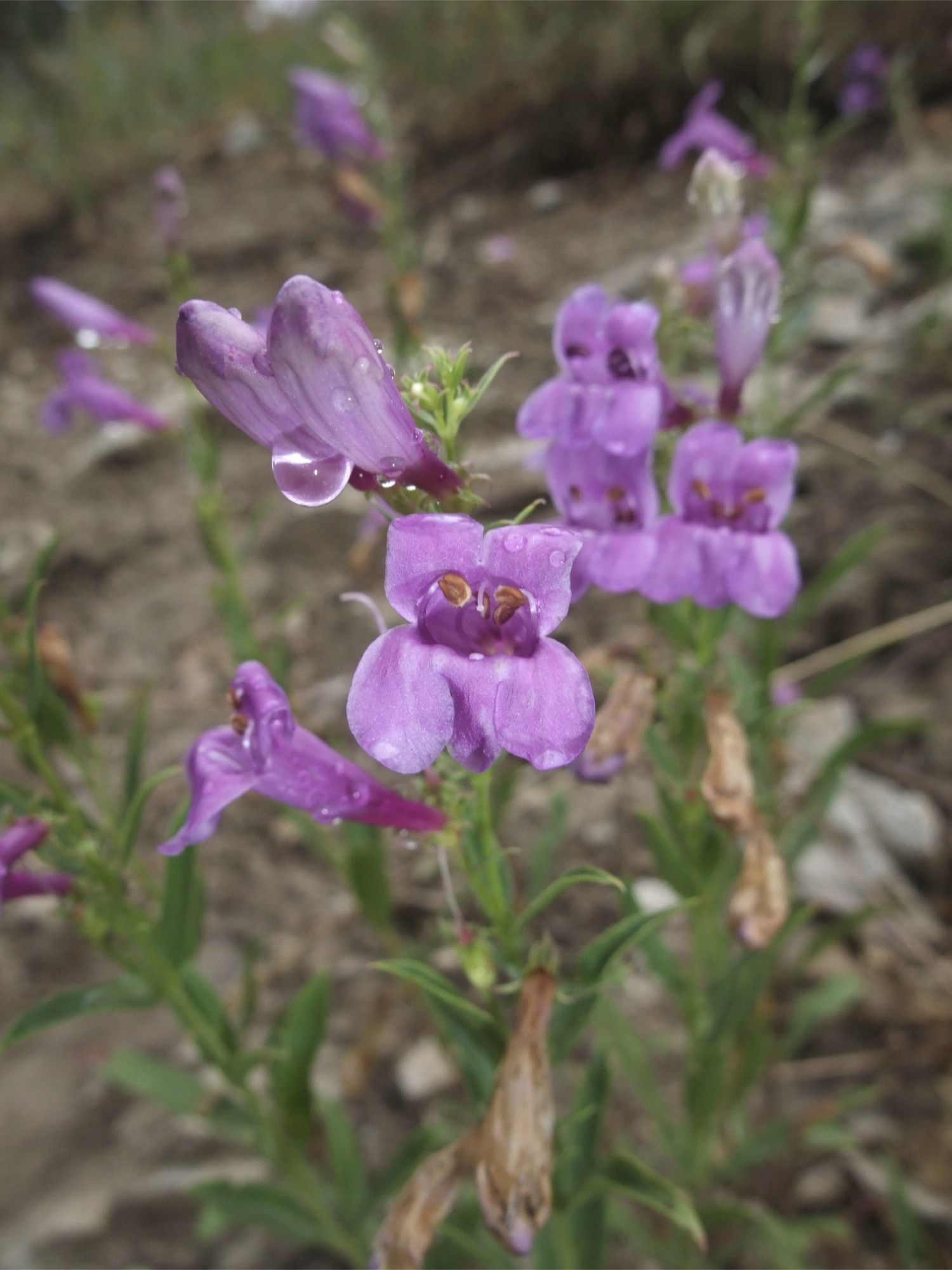 Image of Blue Penstemon