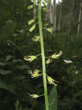 Imagem de Chlorocrambe hastata (S. Watson) Rydb.