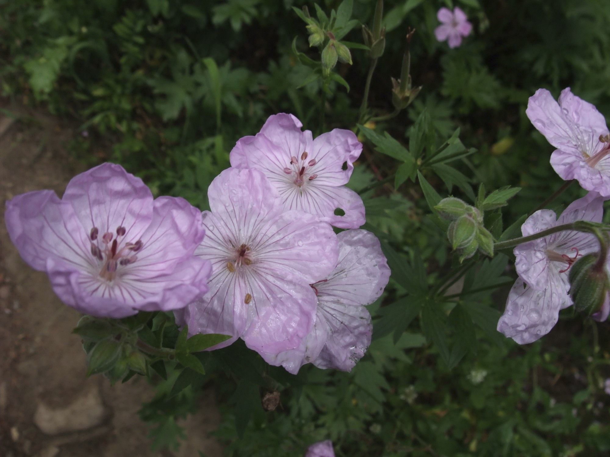 Image of sticky purple geranium