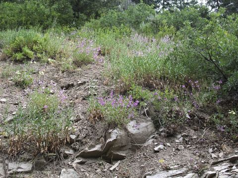 Image of Blue Penstemon