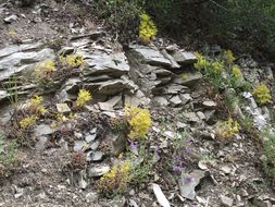 Image de Sedum lanceolatum Torr.