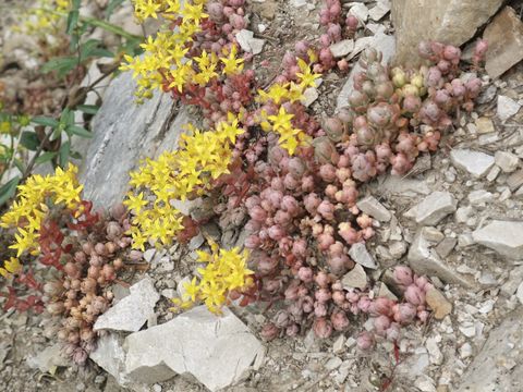 Image of spearleaf stonecrop