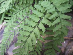 Image of Aleutian maidenhair