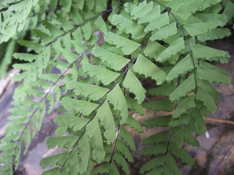 Image of Aleutian maidenhair