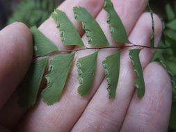 Image of Aleutian maidenhair