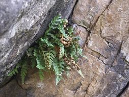 Image of western polypody