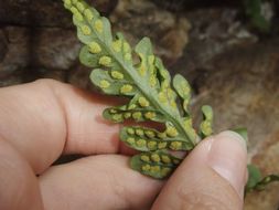 Image of western polypody