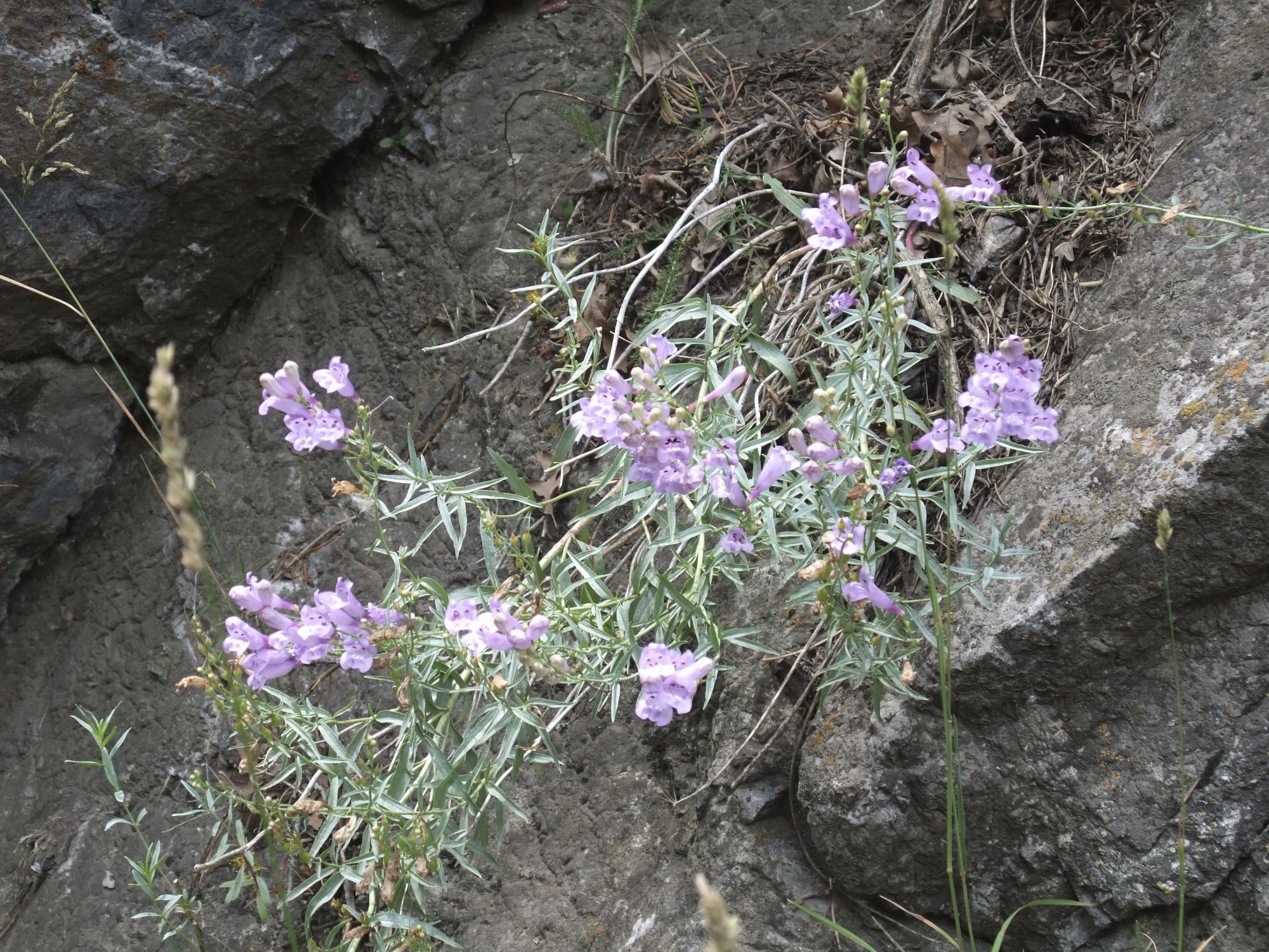 Слика од Penstemon sepalulus A. Nels.