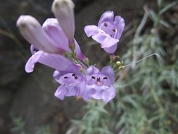 Слика од Penstemon sepalulus A. Nels.