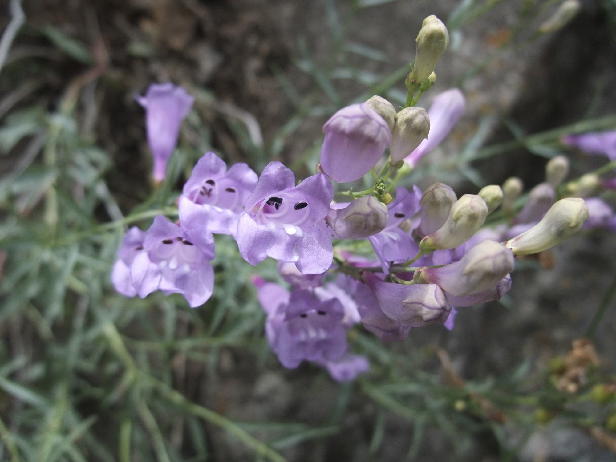 Слика од Penstemon sepalulus A. Nels.