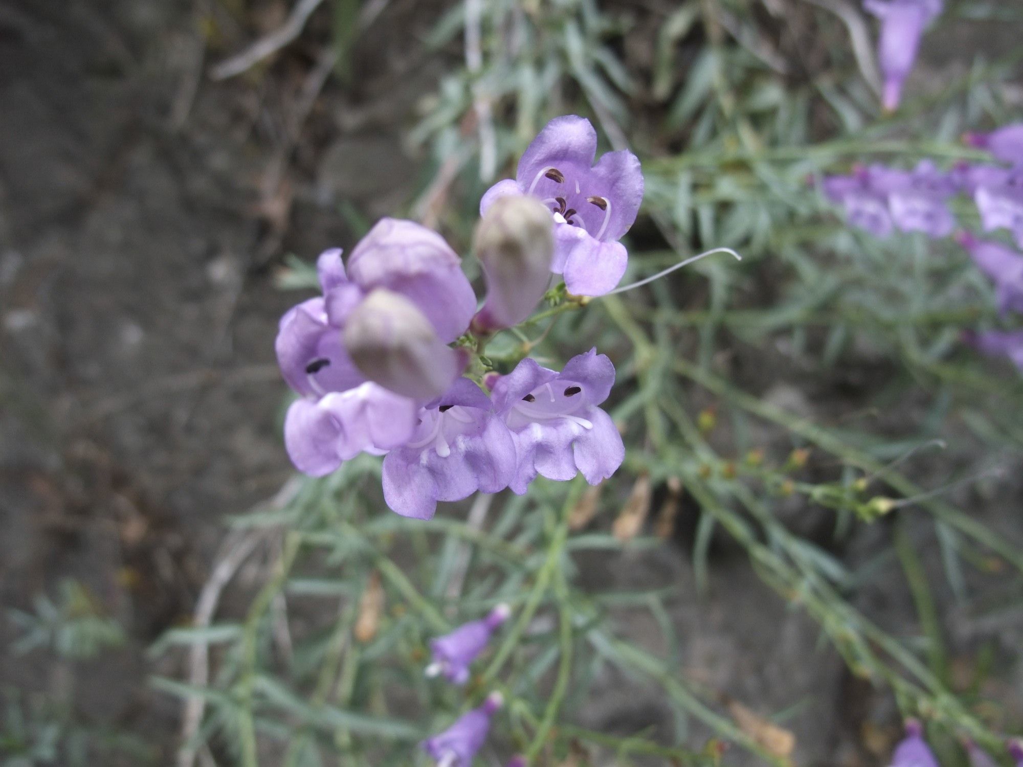 Слика од Penstemon sepalulus A. Nels.