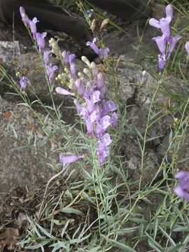 Image of littlecup beardtongue