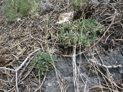 Image of Wasatch rockcress