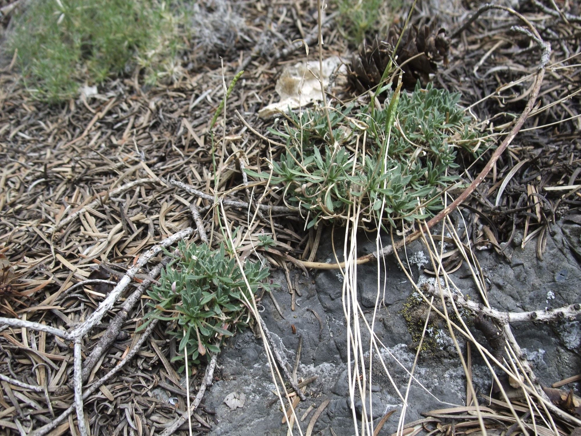 Image of Wasatch rockcress