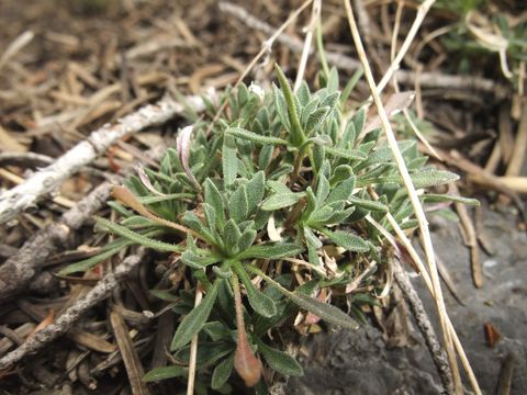 Image of Wasatch rockcress