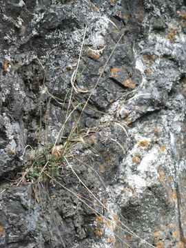 Image of Wasatch rockcress