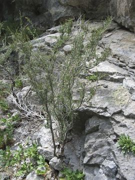 Plancia ëd Cercocarpus intricatus S. Wats.