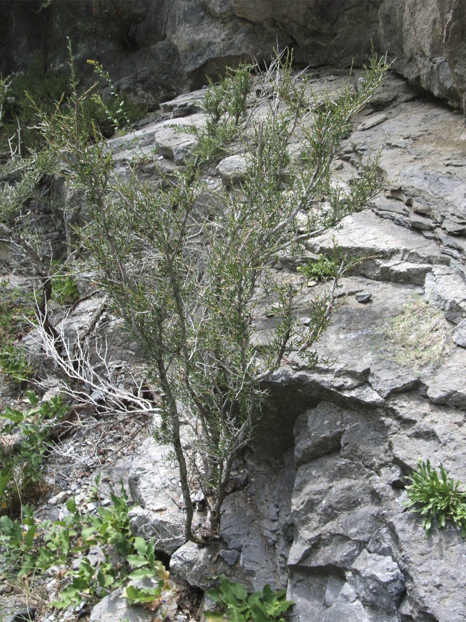 Imagem de Cercocarpus intricatus S. Wats.