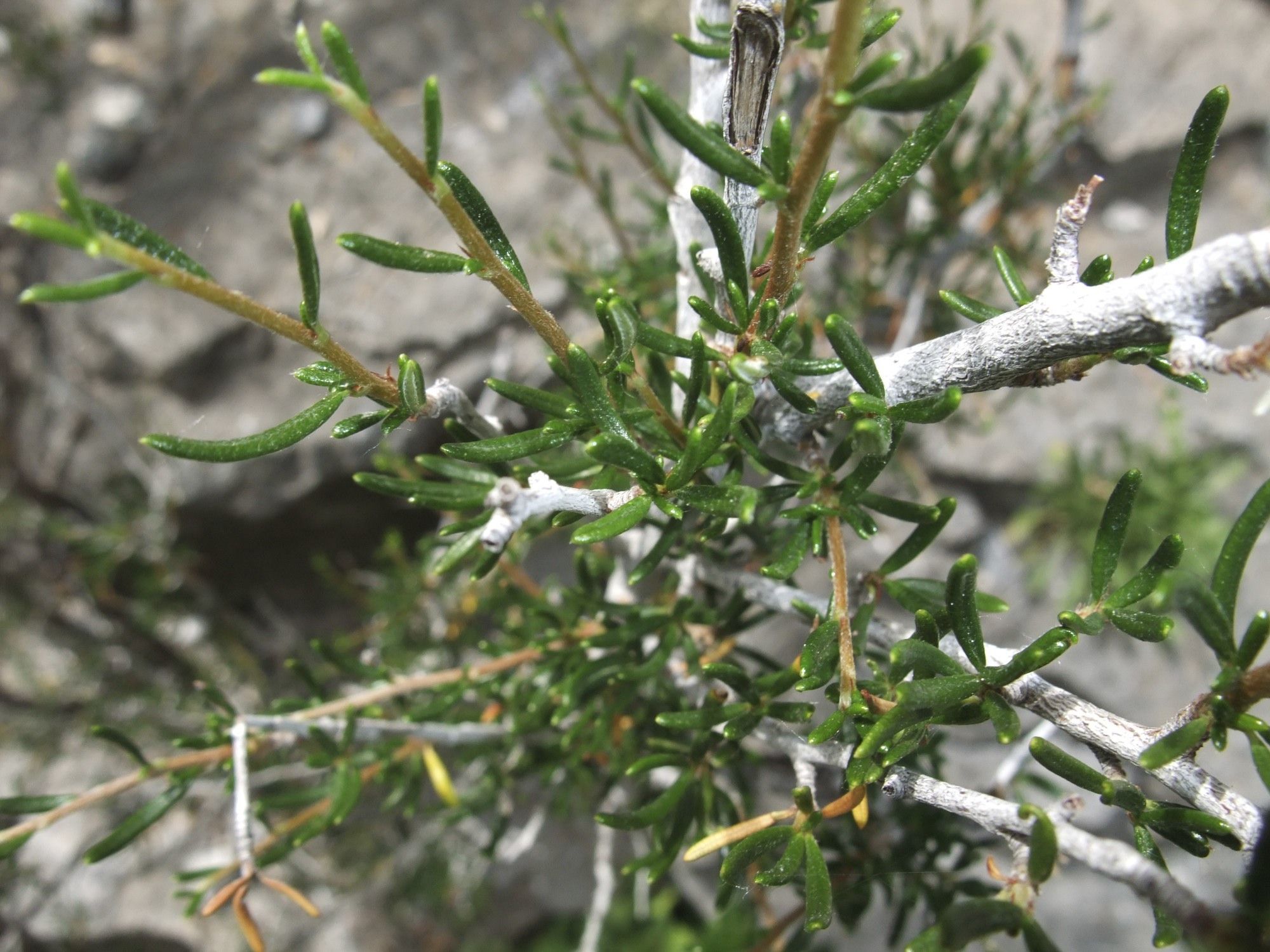 Imagem de Cercocarpus intricatus S. Wats.