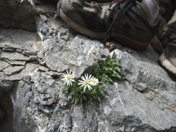 Image of Garrett's fleabane