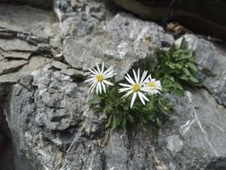 Image de Erigeron garrettii A. Nels.