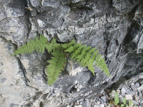 Sivun Cystopteris utahensis Windham & Haufler kuva