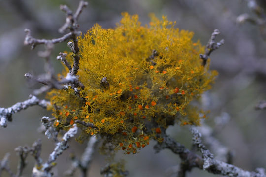 Image of teloschistes lichen