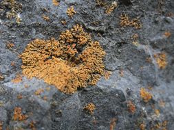 Imagem de Xanthoria elegans (Link) Th. Fr.