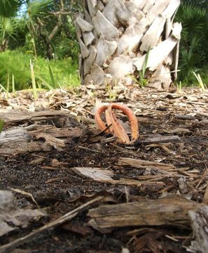 Image of Clathrus