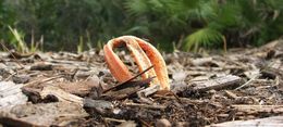 Image of Clathrus