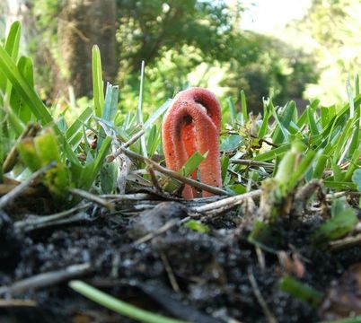 Plancia ëd Clathrus columnatus Bosc 1811