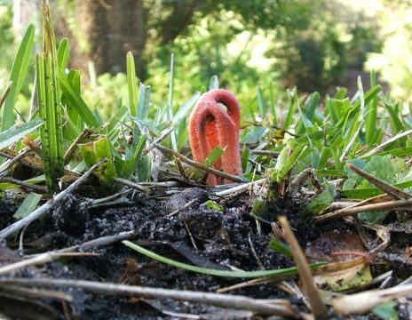 Image of column stinkhorn