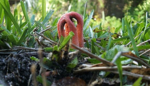 Image of column stinkhorn