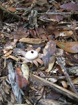 Plancia ëd Geastrum triplex Jungh. 1840