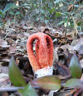 Image of column stinkhorn