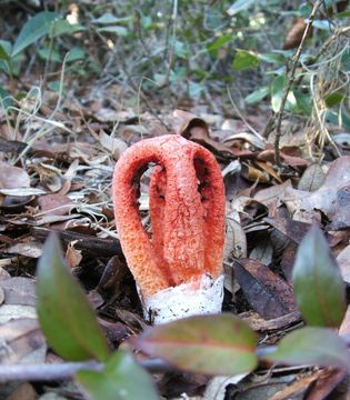 Image of Clathrus columnatus Bosc 1811