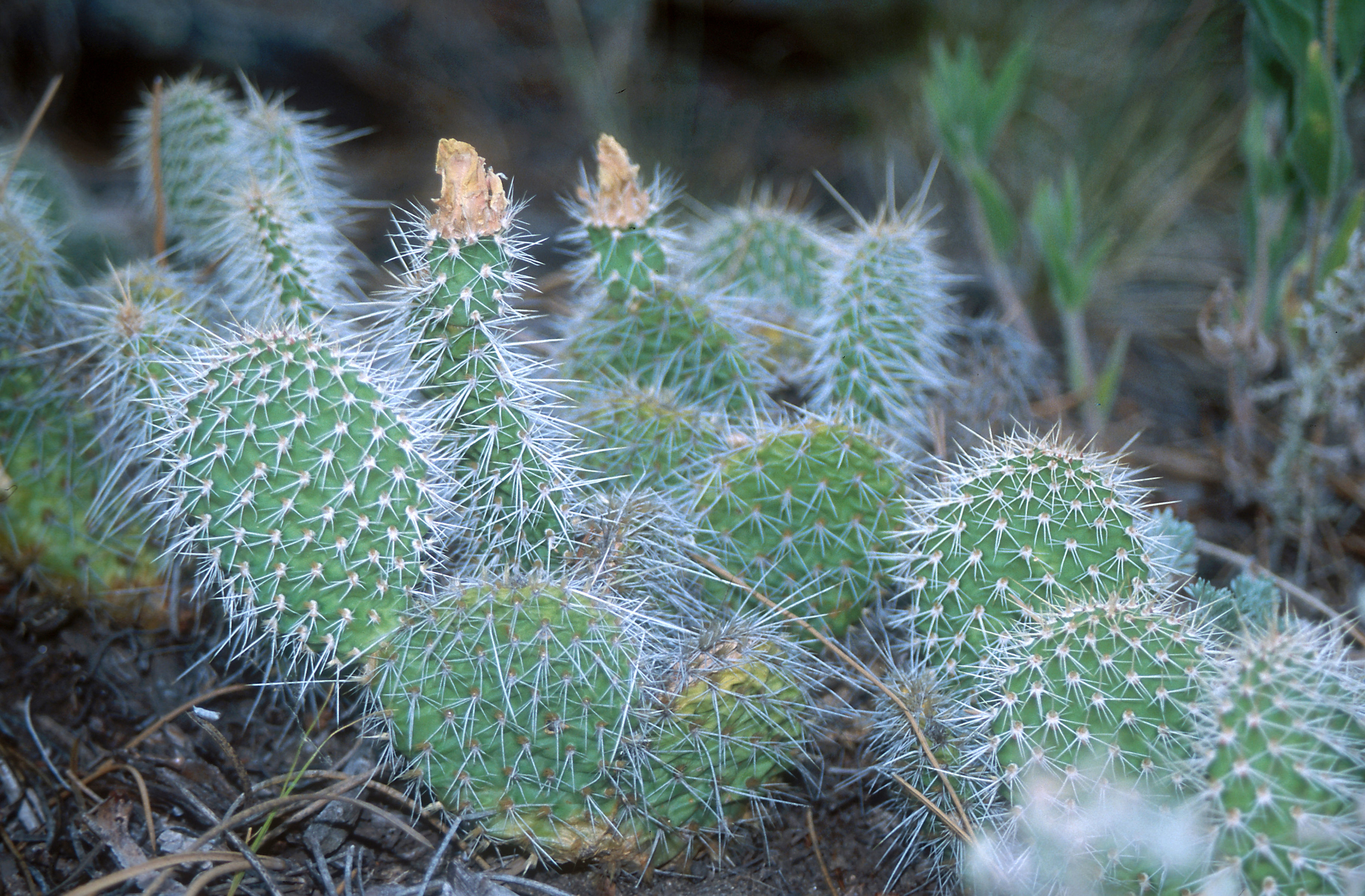 Image of Eastern Prickly Pear