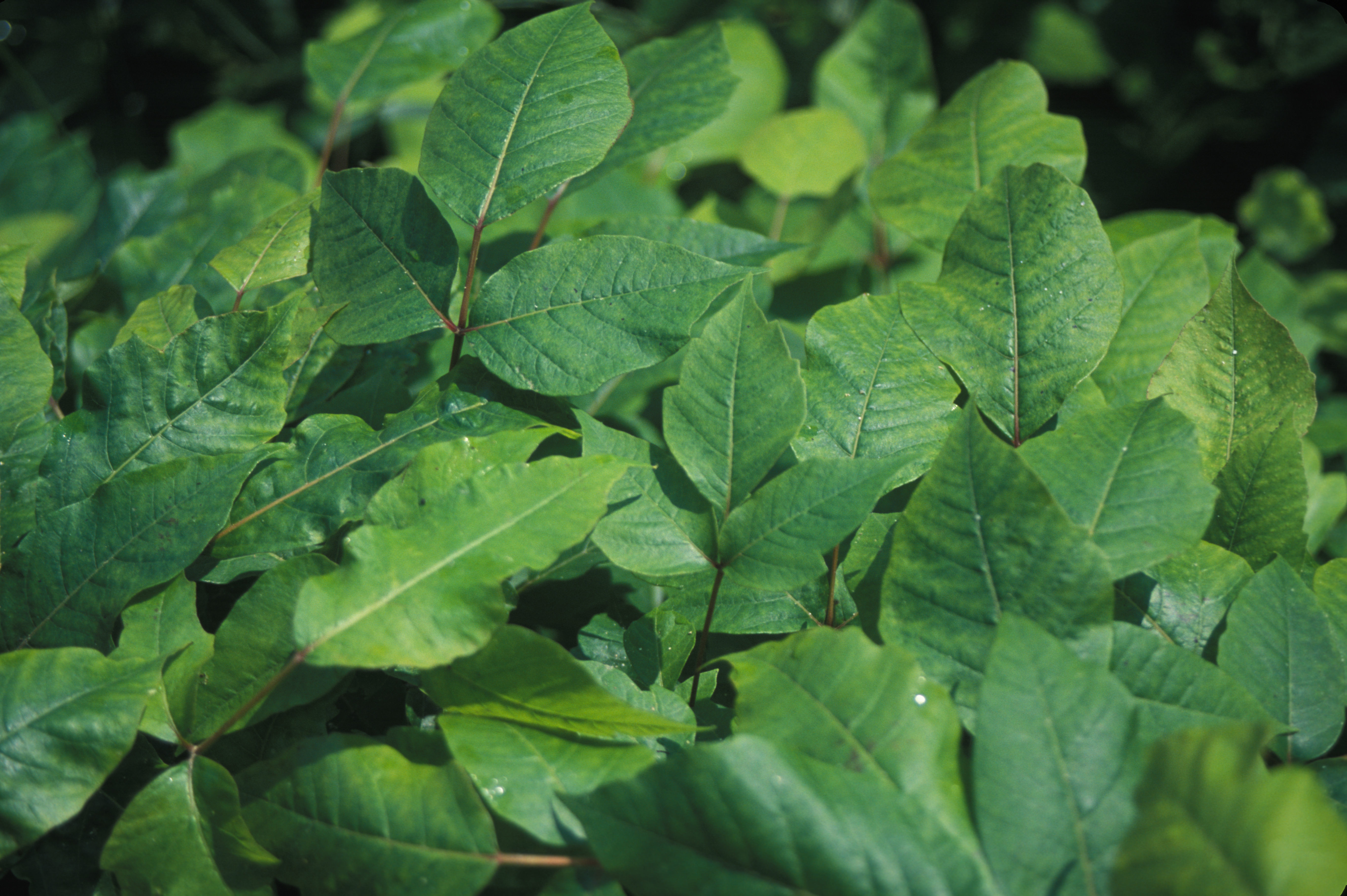 Image of eastern poison ivy