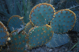 Image of chenille pricklypear