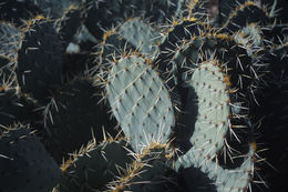 Image of Cactus-apple