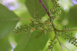 Image of eastern poison ivy