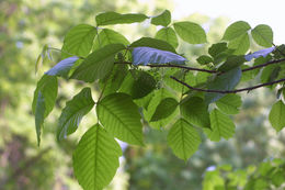 Image of eastern poison ivy