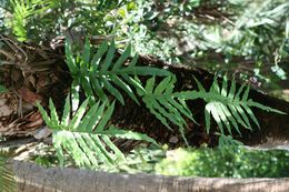 Image of Cabbage Palm