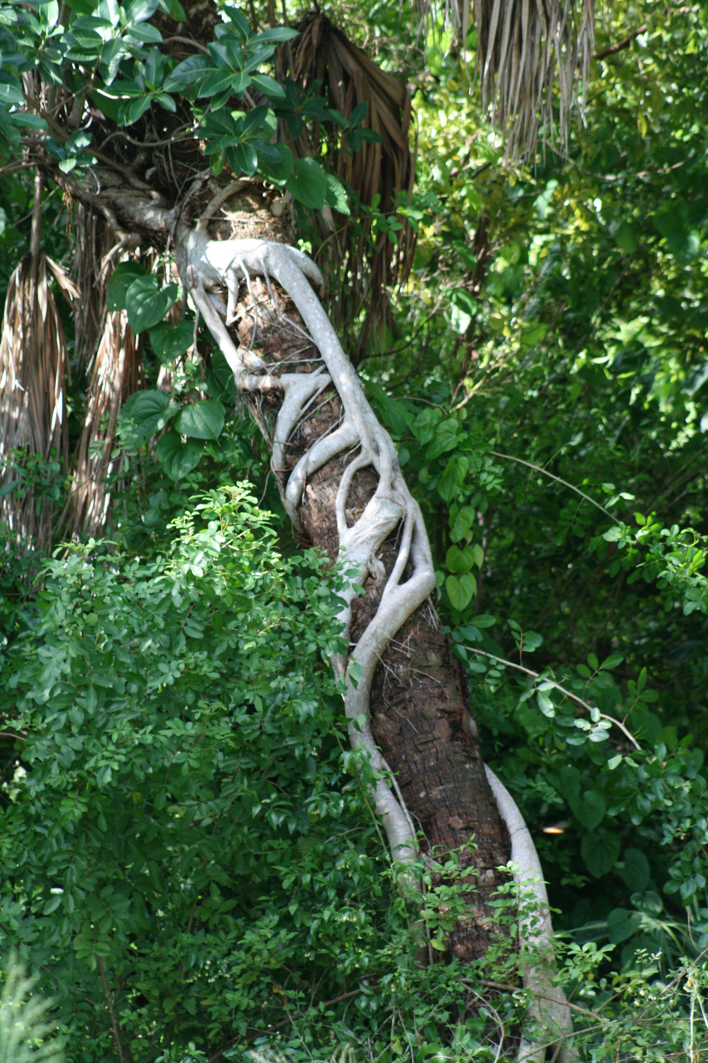 Image of Florida strangler fig