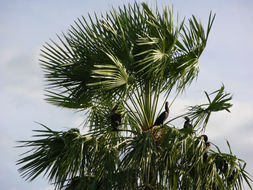 Image of neotropic cormorant