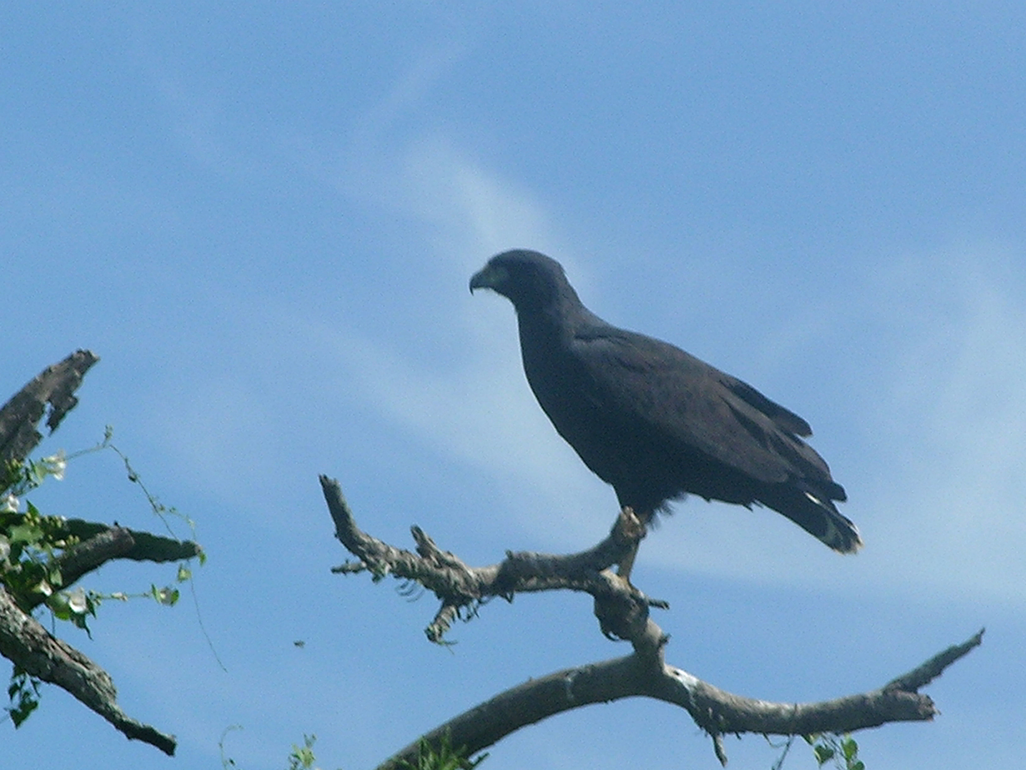 Imagem de Gavião-preto