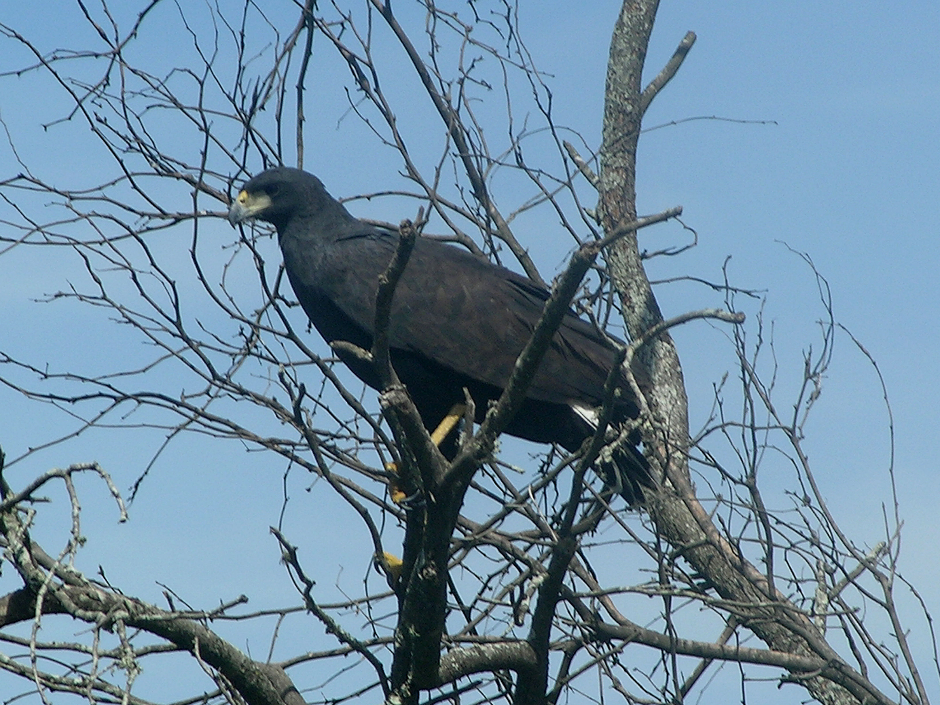 Imagem de Gavião-preto