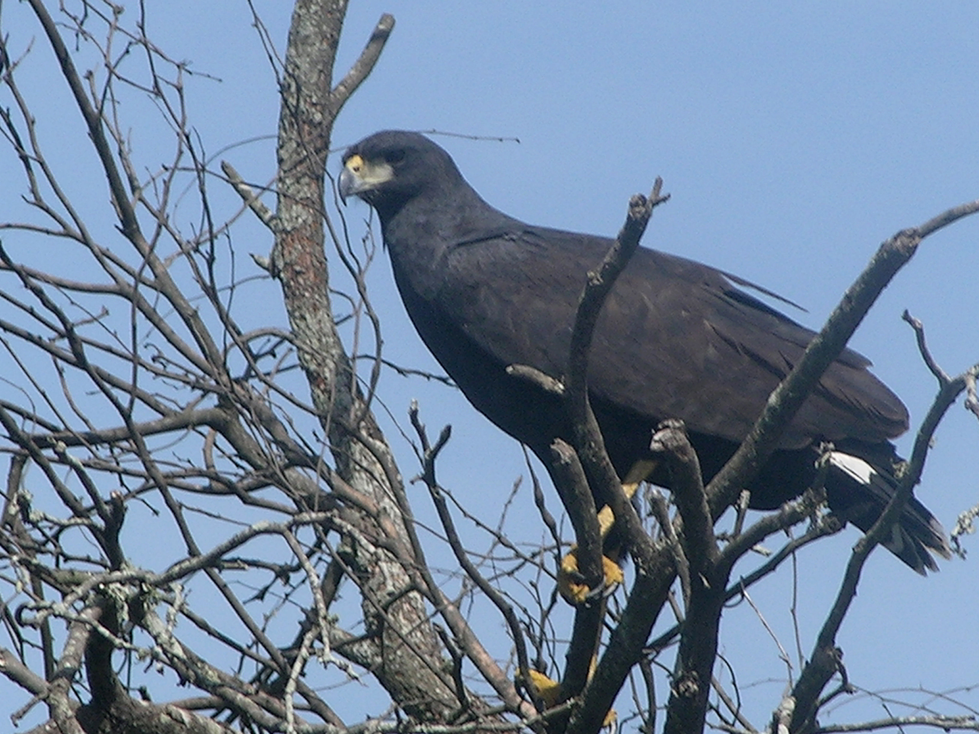 Imagem de Gavião-preto