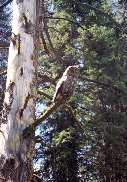 Image of Great Gray Owl